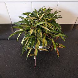 Tri-Color Hoya wayetii Tri-Color Hoya wayetii