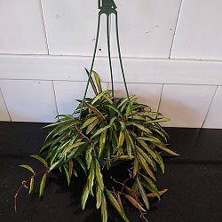 Tri-Color Hoya wayetii Tri-Color Hoya wayetii