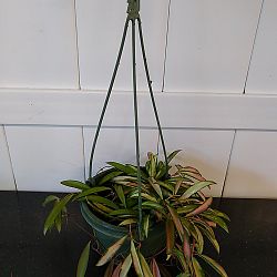 Tri-Color Hoya wayetii Tri-Color Hoya wayetii