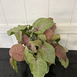 Pink Syngonium Pink Syngonium