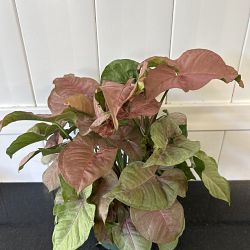 Pink Syngonium Pink Syngonium