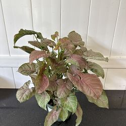 Pink Syngonium Pink Syngonium