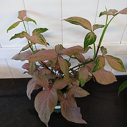 Pink Syngonium Pink Syngonium