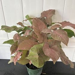 Pink Syngonium Pink Syngonium