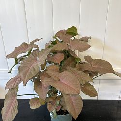 Pink Syngonium Pink Syngonium