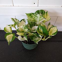 Manjula Pothos Manjula Pothos