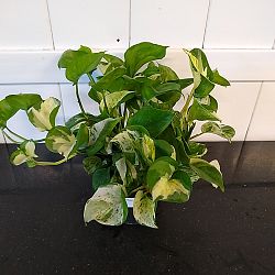 Manjula Pothos Manjula Pothos