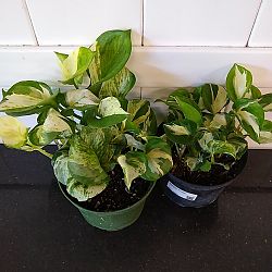 Manjula Pothos Manjula Pothos