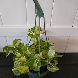Manjula Pothos Manjula Pothos
