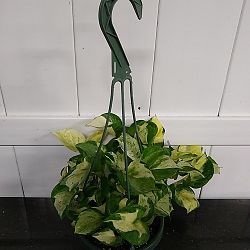 Manjula Pothos Manjula Pothos
