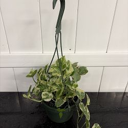 Manjula Pothos Manjula Pothos