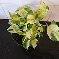 Manjula Pothos Manjula Pothos