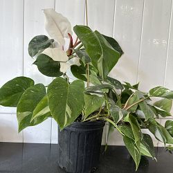 Philodendron 'White Princess' Philodendron 'White Princess'