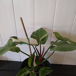 Philodendron 'White Princess' Philodendron 'White Princess'