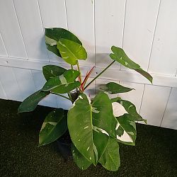 Philodendron 'White Princess' Philodendron 'White Princess'