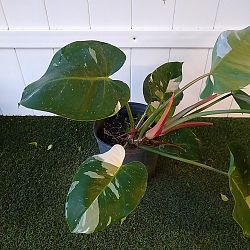 Philodendron 'White Princess' Philodendron 'White Princess'