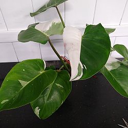 Philodendron 'White Princess' Philodendron 'White Princess'