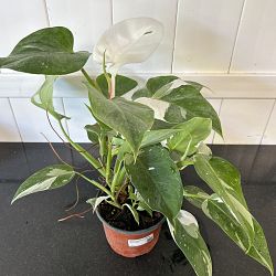 Philodendron 'White Princess' Philodendron 'White Princess'