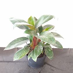 Dwarf Red Congo Philodendron Dwarf Red Congo Philodendron