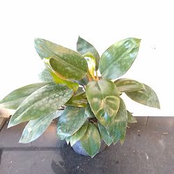 Dwarf Red Congo Philodendron Dwarf Red Congo Philodendron