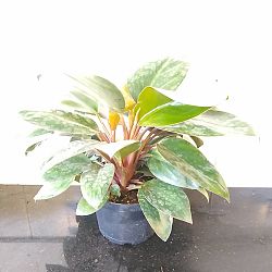 Dwarf Red Congo Philodendron Dwarf Red Congo Philodendron