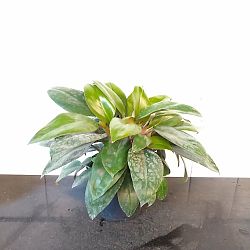 Dwarf Red Congo Philodendron Dwarf Red Congo Philodendron