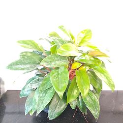 Dwarf Red Congo Philodendron Dwarf Red Congo Philodendron