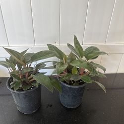 Dwarf Red Congo Philodendron Dwarf Red Congo Philodendron