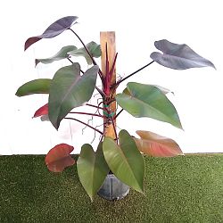 Philodendron 'Burgundy Princess' Philodendron 'Burgundy Princess'