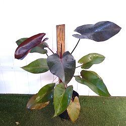Philodendron 'Burgundy Princess' Philodendron 'Burgundy Princess'