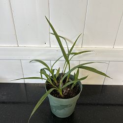 Yellow Ground Orchid Yellow Ground Orchid