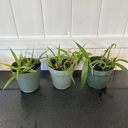 Yellow Ground Orchid Yellow Ground Orchid