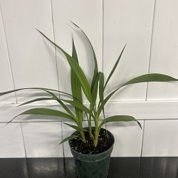 Yellow Ground Orchid Yellow Ground Orchid