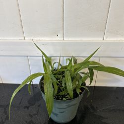 Yellow Ground Orchid Yellow Ground Orchid