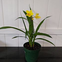 Yellow Ground Orchid Yellow Ground Orchid