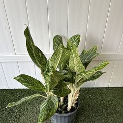 Aglaonema 'White Lightning' Aglaonema 'White Lightning'