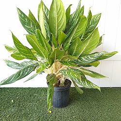 Aglaonema 'White Lightning' Aglaonema 'White Lightning'
