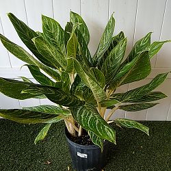 Aglaonema 'White Lightning' Aglaonema 'White Lightning'