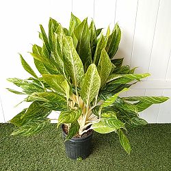Aglaonema 'White Lightning' Aglaonema 'White Lightning'