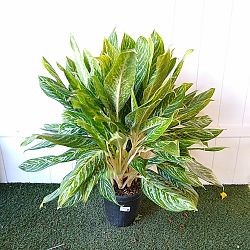 Aglaonema 'White Lightning' Aglaonema 'White Lightning'