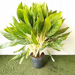 Aglaonema 'White Lightning' Aglaonema 'White Lightning'