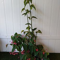 Begonia 'Angel Wing Pink with Green Leaf', Angel Wing Begonia Begonia 'Angel Wing Pink with Green Leaf', Angel Wing Begonia