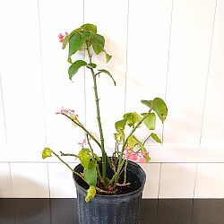 Begonia 'Angel Wing Pink with Green Leaf', Angel Wing Begonia Begonia 'Angel Wing Pink with Green Leaf', Angel Wing Begonia