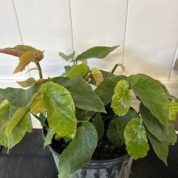 Begonia 'Angel Wing Pink with Green Leaf', Angel Wing Begonia Begonia 'Angel Wing Pink with Green Leaf', Angel Wing Begonia