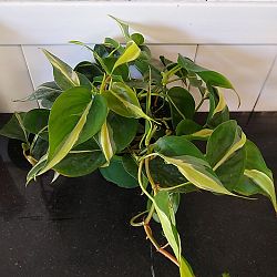 Philodendron hederaceum 'Cream Splash' Philodendron hederaceum 'Cream Splash'