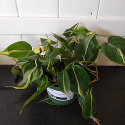 Philodendron hederaceum 'Cream Splash' Philodendron hederaceum 'Cream Splash'