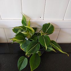 Philodendron hederaceum 'Cream Splash' Philodendron hederaceum 'Cream Splash'