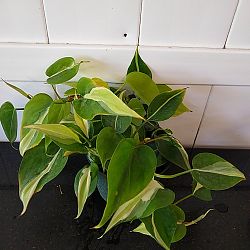 Philodendron hederaceum 'Cream Splash' Philodendron hederaceum 'Cream Splash'