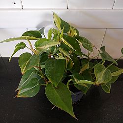 Philodendron hederaceum 'Cream Splash' Philodendron hederaceum 'Cream Splash'