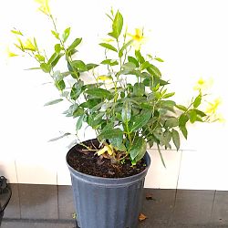 Yellow Dipladenia Yellow Dipladenia